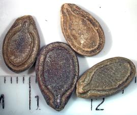   Seeds:   Coccinia grandis ; Photo by K.E. Clancy, USDA APHIS PPQ, imageID.idtools.org
